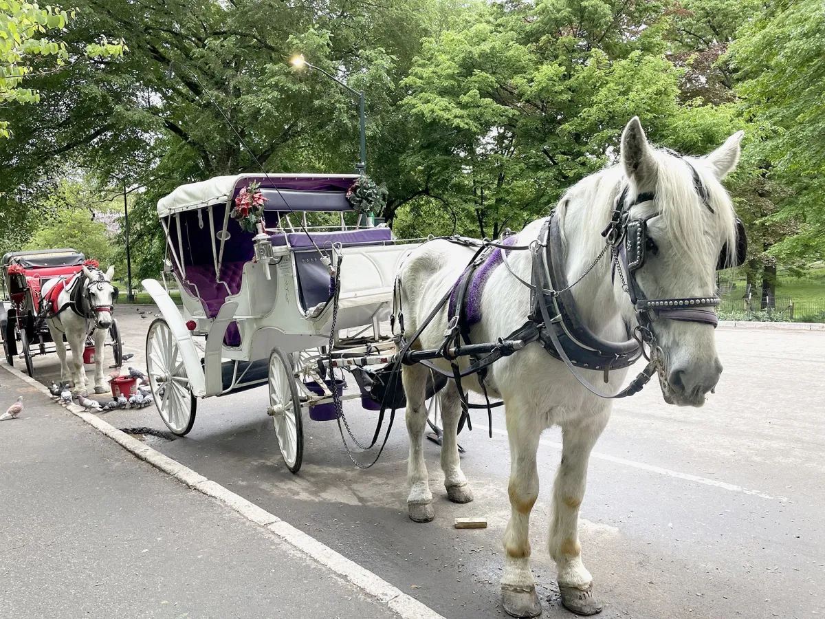 Nova York vai proibir passeios de carruagem no Central Park, diz prefeito